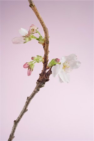 simsearch:600-03502880,k - Close-up of Cherry Blossom Stock Photo - Premium Royalty-Free, Code: 600-03762567