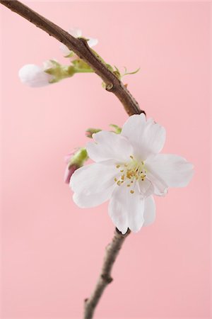flower branch - Close-up of Cherry Blossom Stock Photo - Premium Royalty-Free, Code: 600-03762568