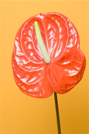 still life flower on colored background - Close-up of Anthurium Plant Stock Photo - Premium Royalty-Free, Code: 600-03762560