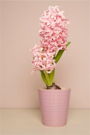 still life flower on colored background - Hyacinth in Flowerpot Stock Photo - Premium Royalty-Free, Code: 600-03762562