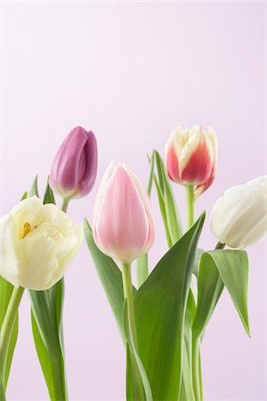 spring flower - Variety of Tulips Stock Photo - Premium Royalty-Free, Code: 600-03762575