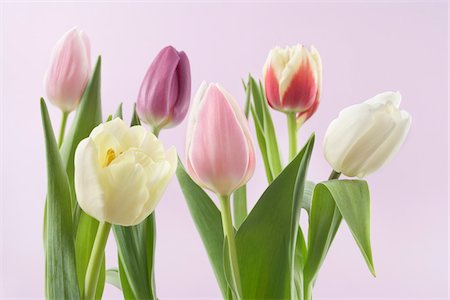 spring flower - Variety of Tulips Stock Photo - Premium Royalty-Free, Code: 600-03762576