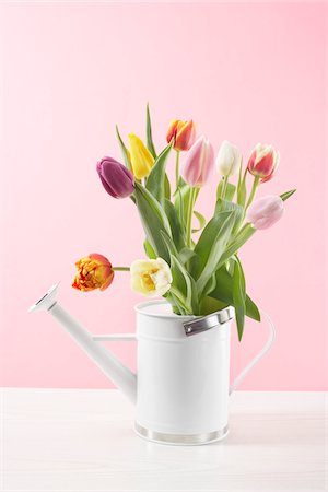 delicate flowers - Tulips in Watering Can Stock Photo - Premium Royalty-Free, Code: 600-03762577