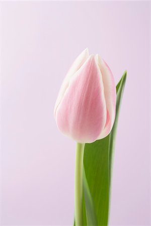 simsearch:600-08082942,k - Close-up of Tulip Foto de stock - Sin royalties Premium, Código: 600-03762572