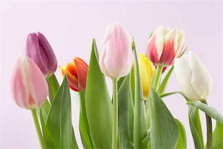 sept - Variété de tulipes Photographie de stock - Premium Libres de Droits, Code: 600-03762573