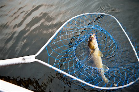 Closeup Of A Dead Goldfish In A Fishing Net Held Above A Toilet