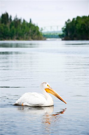 pelikan - White Pelican, Otter Lake, Missinipe, Saskatchewan, Canada Photographie de stock - Premium Libres de Droits, Code: 600-03778006