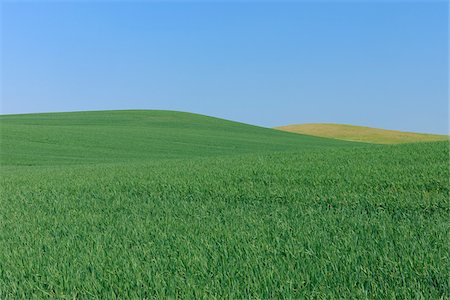 Wheat Field with Clear Sky, Mecklenburg-Vorpommern, Germany Foto de stock - Sin royalties Premium, Código: 600-03787186