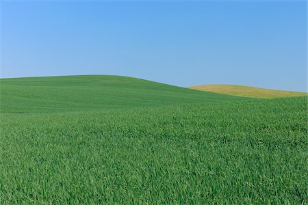 simsearch:600-03503122,k - Wheat Field with Clear Sky, Mecklenburg-Vorpommern, Germany Foto de stock - Sin royalties Premium, Código: 600-03787186