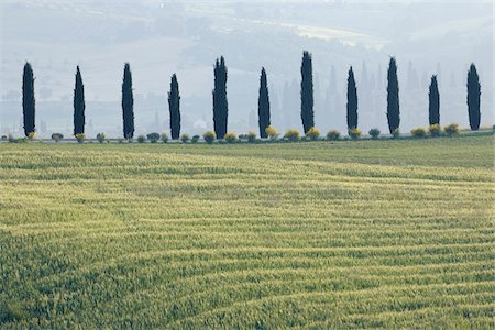 Row of Cypress Trees by Wheat Field, Val d'Orcia, Siena Province, Tuscany, Italy Foto de stock - Sin royalties Premium, Código: 600-03787198