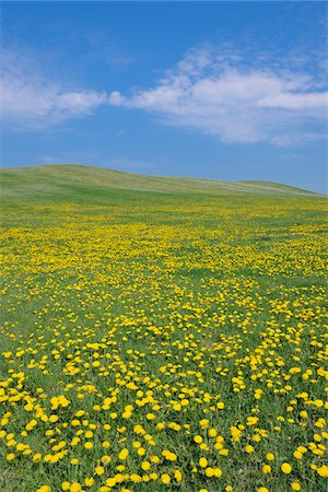 field of flowers landscape - Meadow with Dandelions, Mecklenburg-Vorpommern, Germany Stock Photo - Premium Royalty-Free, Code: 600-03787190