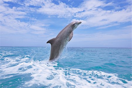 simsearch:625-01745228,k - Common Bottlenose Dolphin Jumping out of Water, Caribbean Sea, Roatan, Bay Islands, Honduras Foto de stock - Sin royalties Premium, Código: 600-03787207