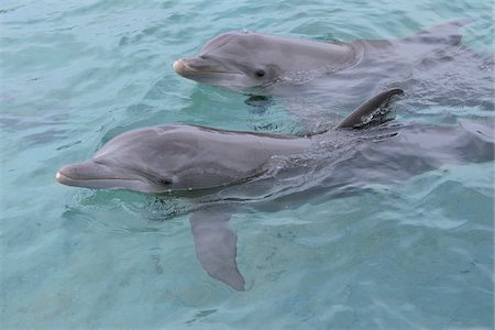 simsearch:614-02837653,k - Common Bottlenose Dolphins, Caribbean Sea, Roatan, Bay Islands, Honduras Stock Photo - Premium Royalty-Free, Code: 600-03787208