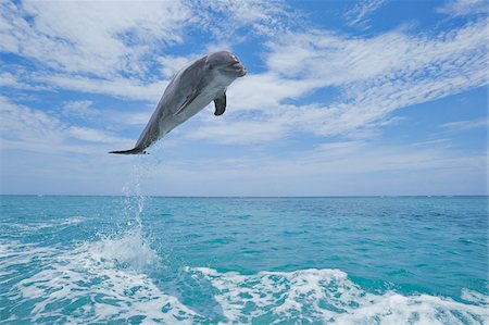 Common Bottlenose Dolphin Jumping in Air, Caribbean Sea, Roatan, Bay Islands, Honduras Foto de stock - Sin royalties Premium, Código: 600-03787214