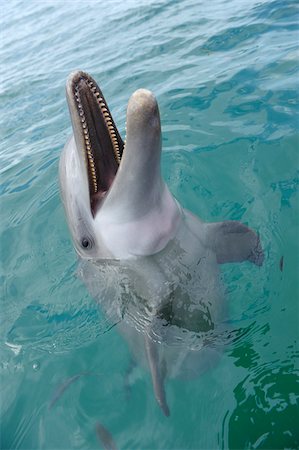 Portrait of Common Bottlenose Dolphin, Caribbean Sea, Roatan, Bay Islands, Honduras Stock Photo - Premium Royalty-Free, Code: 600-03787218