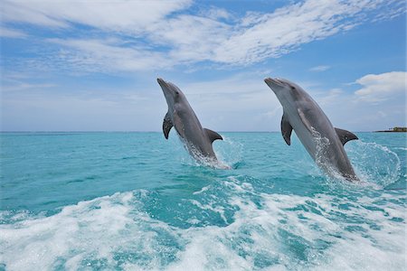 simsearch:600-03466796,k - Common Bottlenose Dolphins Jumping out of Water, Caribbean Sea, Roatan, Bay Islands, Honduras Foto de stock - Sin royalties Premium, Código: 600-03787212