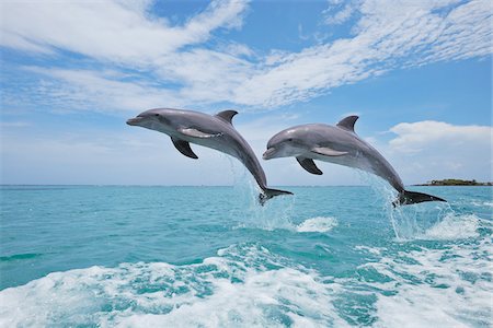 Common Bottlenose Dolphins Jumping in Air, Caribbean Sea, Roatan, Bay Islands, Honduras Foto de stock - Sin royalties Premium, Código: 600-03787213