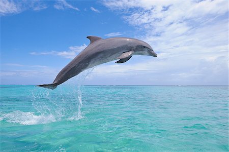 Common Bottlenose Dolphin Jumping in Air, Caribbean Sea, Roatan, Bay Islands, Honduras Foto de stock - Sin royalties Premium, Código: 600-03787224