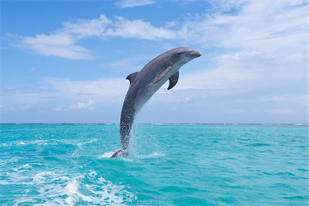 Common Bottlenose Dolphin Jumping out of Water, Caribbean Sea, Roatan, Bay Islands, Honduras Stock Photo - Premium Royalty-Free, Code: 600-03787222