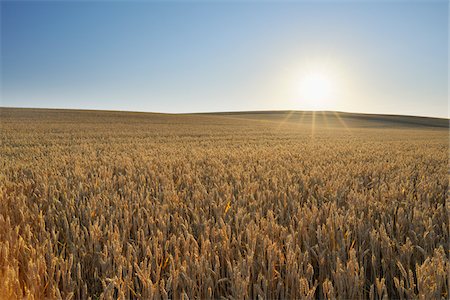 field of grain - Wheat Field, Marktheidenfeld, Franconia, Bavaria, Germany Stock Photo - Premium Royalty-Free, Code: 600-03787409