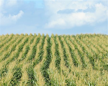 fields crops bavaria - Cornfield, Eschau, Miltenberg, Franconia, Spessart, Bavaria, Germany Stock Photo - Premium Royalty-Free, Code: 600-03787414