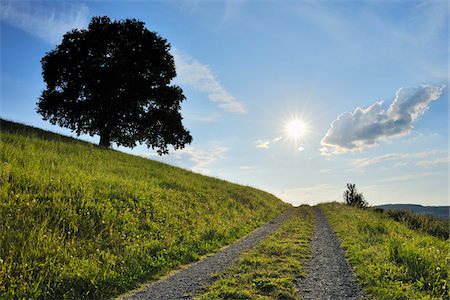 quercus sp - Oak Tree and Path, Brensbach, Odenwaldkreis, Hesse, Germany Foto de stock - Sin royalties Premium, Código: 600-03787419