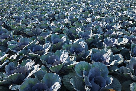 Red Cabbage Field, Unterpleichfeld, Wurzburg District, Franconia, Bavaria, Germany Stock Photo - Premium Royalty-Free, Code: 600-03787411