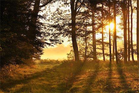 sunrise in the forest - Forest, Marktheidenfeld, Franconia, Bavaria, Spessart, Germany Stock Photo - Premium Royalty-Free, Code: 600-03787439