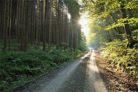 path into the sun - Forest Path, Jossa, Sinntal, Main-Kinzig, Darmstadt Region, Spessart, Hesse, Germany Stock Photo - Premium Royalty-Free, Code: 600-03787432