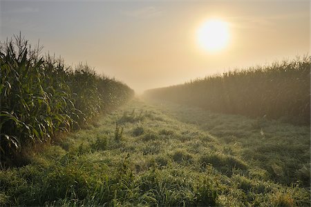 farm with corn crops - Path and Cornfields, Marktheidenfeld, Franconia, Bavaria, Spessart, Germany Stock Photo - Premium Royalty-Free, Code: 600-03787441