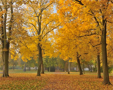 Maple Trees, Nilkheim, Aschaffenburg, Franconia, Bavaria, Germany Stock Photo - Premium Royalty-Free, Code: 600-03787458