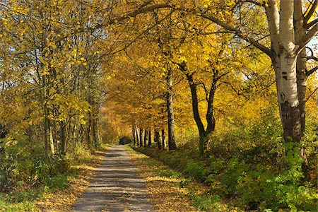 Path, Cottonwood Trees, Lindenfels, Bergstrasse District, Odenwald, Hesse, Germany Foto de stock - Sin royalties Premium, Código: 600-03787461