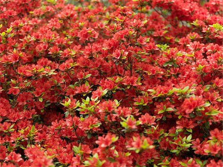 Rhododendron, Amstelpark, Amsterdam, North Holland, Netherlands Foto de stock - Sin royalties Premium, Código: 600-03782461
