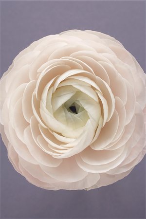 single flower - Ranunculus Stock Photo - Premium Royalty-Free, Code: 600-03782478