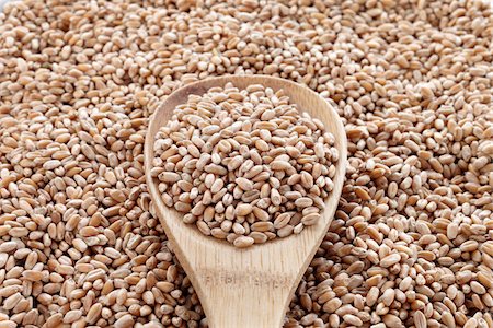 Cereal Grain Stock Photo - Premium Royalty-Free, Code: 600-03782493