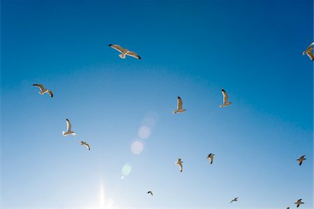 Seagulls Flying in Blue Sky, Spring Hill, Florida, USA Stock Photo - Premium Royalty-Free, Code: 600-03783336