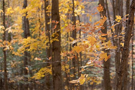 simsearch:600-00016448,k - Forest in Autumn, Mont-Tremblant, Quebec, Canada Stock Photo - Premium Royalty-Free, Code: 600-03814577