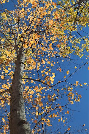 deciduous tree branch - Tree in Autumn, Mont-Tremblant , Quebec, Canada Stock Photo - Premium Royalty-Free, Code: 600-03814579