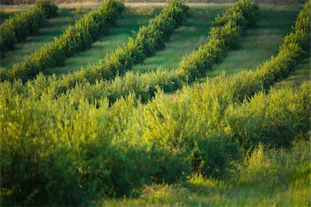 Olive Trees, Livermore, Alameda County, California, USA Stock Photo - Premium Royalty-Free, Code: 600-03814725