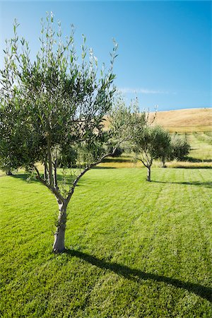 Olive Trees, Livermore, Alameda County, California, USA Foto de stock - Sin royalties Premium, Código: 600-03814722