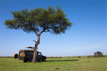 Safari Vehicle by Acacia Tree, Masai Mara National Reserve, Kenya Foto de stock - Sin royalties Premium, Código: 600-03814799