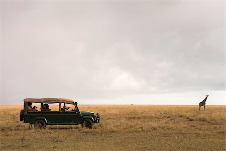 Safari Vehicle and Masai Giraffe, Masai Mara National Reserve, Kenya Stock Photo - Premium Royalty-Free, Code: 600-03814802