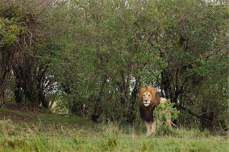 Male Lion, Masai Mara National Reserve, Kenya Stock Photo - Premium Royalty-Free, Code: 600-03814814