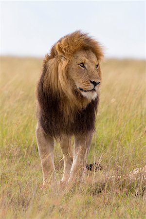 simsearch:841-06806100,k - Portrait of Male Lion, Masai Mara National Reserve, Kenya Stock Photo - Premium Royalty-Free, Code: 600-03814815