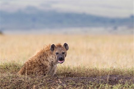 Spotted Hyena at Den, Masai Mara National Reserve, Kenya Foto de stock - Sin royalties Premium, Código: 600-03814816