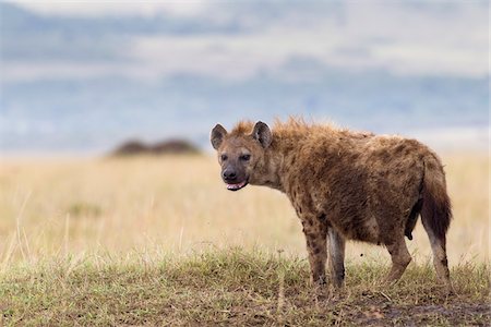 Spotted Hyena, Masai Mara National Reserve, Kenya Foto de stock - Sin royalties Premium, Código: 600-03814817