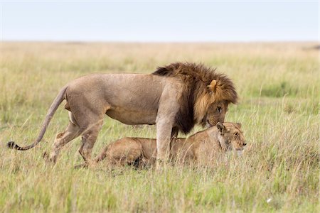 simsearch:600-03907654,k - Mating Lions, Masai Mara National Reserve, Kenya Foto de stock - Sin royalties Premium, Código: 600-03814811