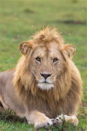 simsearch:600-06674850,k - Portrait of Male Lion, Masai Mara National Reserve, Kenya Foto de stock - Sin royalties Premium, Código: 600-03814825