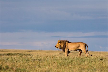 safari animals not people not illustrations - Lion, Masai Mara National Reserve, Kenya Stock Photo - Premium Royalty-Free, Code: 600-03814826