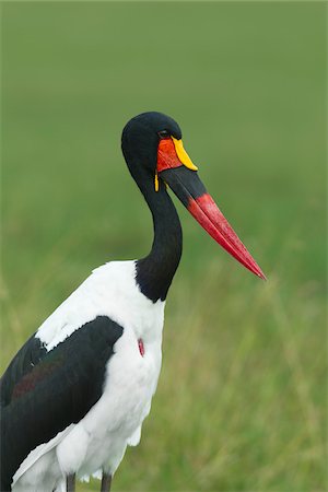 Saddle-billed Stork, Masai Mara National Reserve, Kenya Foto de stock - Sin royalties Premium, Código: 600-03814829